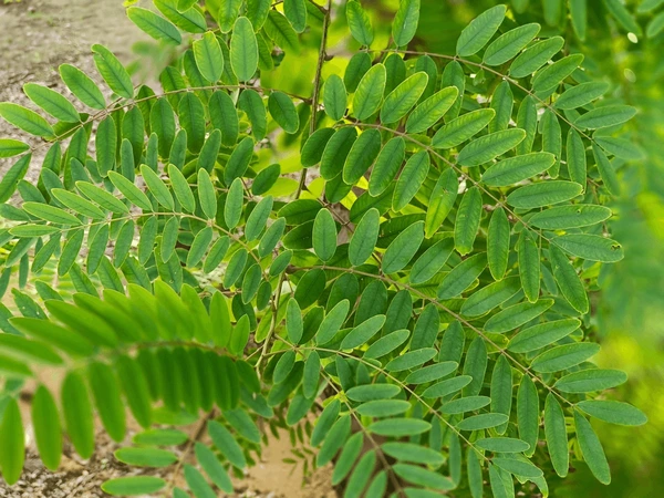 Acacia Amarilla - Vista 2
